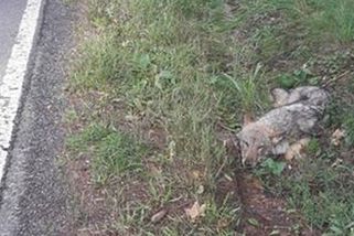 Houbaři našli v příkopu zraněného vlka - Novinky